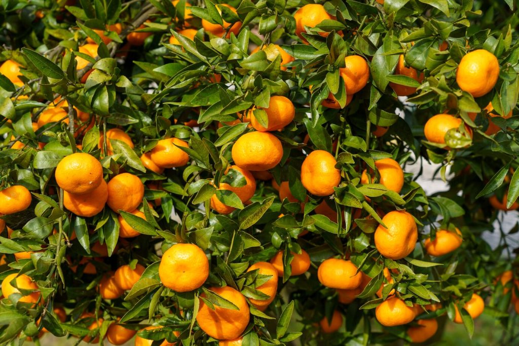 beneficios de comer mandarina