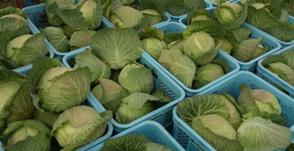 Propiedades del Repollo: Nutrición, Salud y Sabor